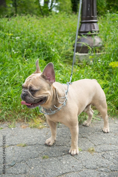 Fototapeta Fawn French Bulldog with a prong collar and leash stands on a paved path near green grass and a lamppost on an overcast day