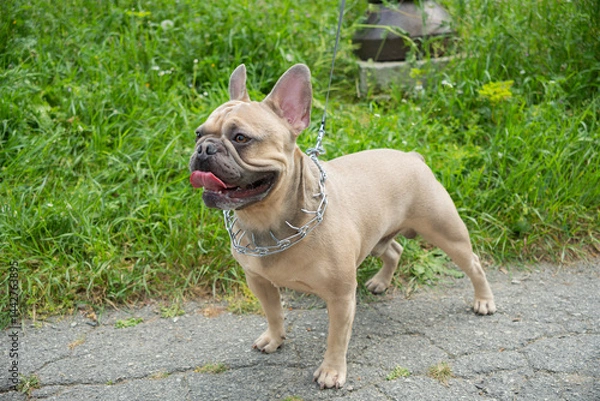 Fototapeta Happy fawn French Bulldog with a prong collar and leash stands on a cracked pavement with lush green grass in the background