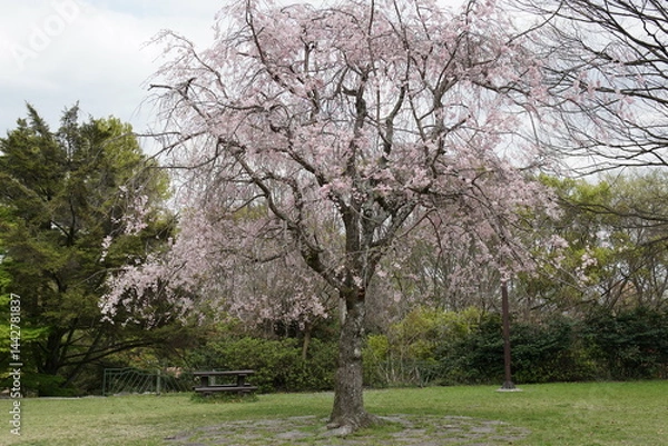 Obraz 公園の中央で咲く枝垂桜