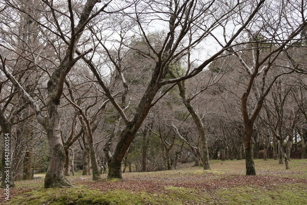 Obraz 冬のカエデ林