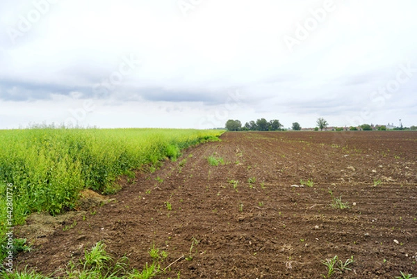 Fototapeta Use of agricultural land for sowing different crops: view of a field with blooming rapeseed and an adjacent plot with brown earth and the first shoots of corn. Landscape from the village outskirts.