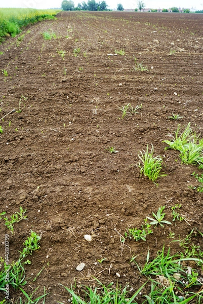 Fototapeta The first stages of crop cultivation: the emergence of sprouts. View of a spring agricultural field: plowed land with the first small shoots and weeds that have managed to grow, vertical photo.