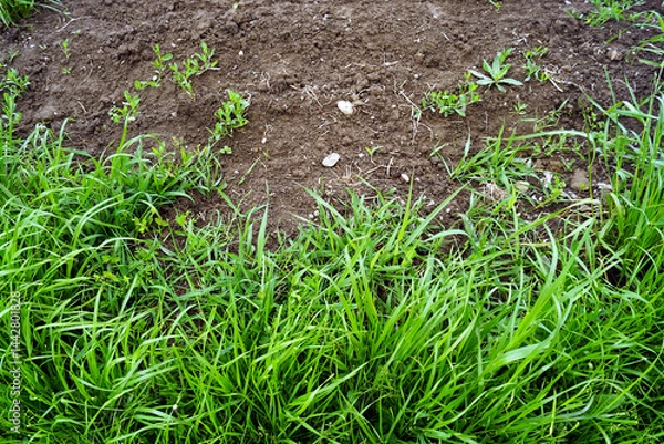 Fototapeta Weed control in agriculture: a fragment of a plowed field used for growing food crops and a roadside overgrown with grass. Contrast between unused soil and land after sowing. Work in the spring garden