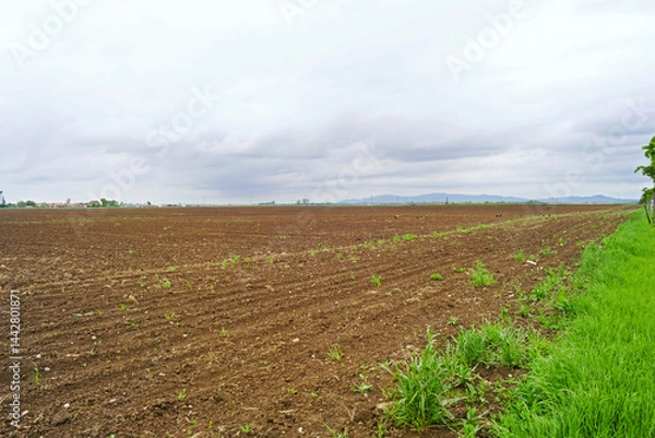 Fototapeta An agricultural field shortly after sowing: a view of the brown soil plowed by a cultivator without seedlings, but with the first weeds. Spring work in the village: the beginning of the growing season