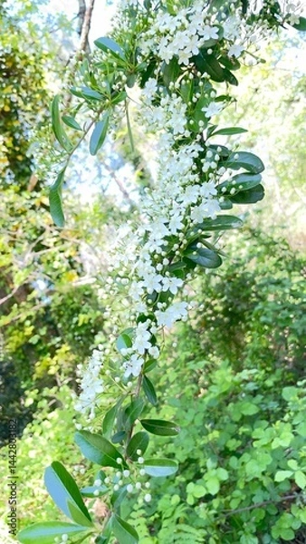 Obraz tree in the forest