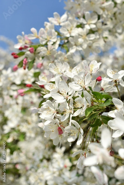 Obraz Closeup of apple tree blossoms