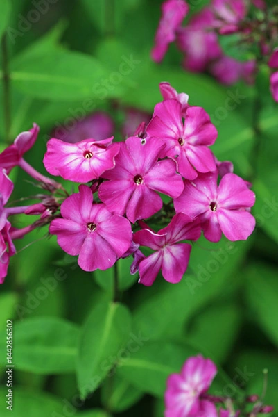 Fototapeta Pink phlox flower spike in close up