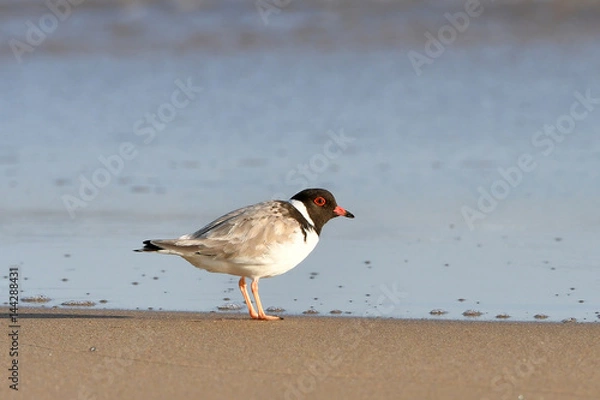 Obraz Hooded Plover