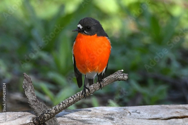 Obraz Flame robin, male, looking at viewer