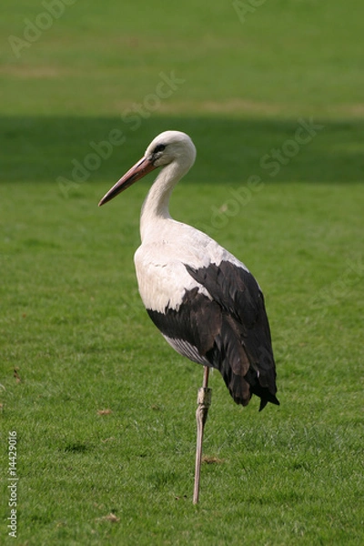 Fototapeta Storch