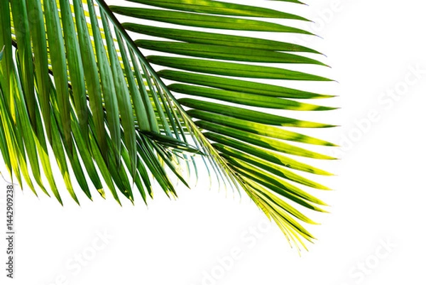Obraz tropical palm leaf isolated on white background