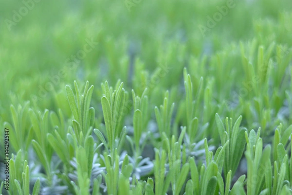 Fototapeta  Close-up of young lavender leaves in spring, fresh green foliage with soft natural light and shallow depth of field.