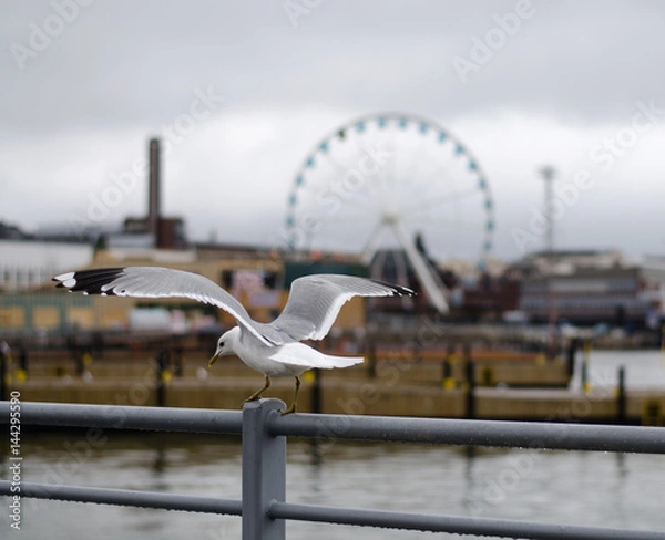 Obraz Seagull on Helsinki background