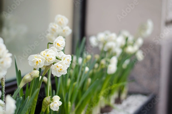Obraz Daffodils on the windowsill