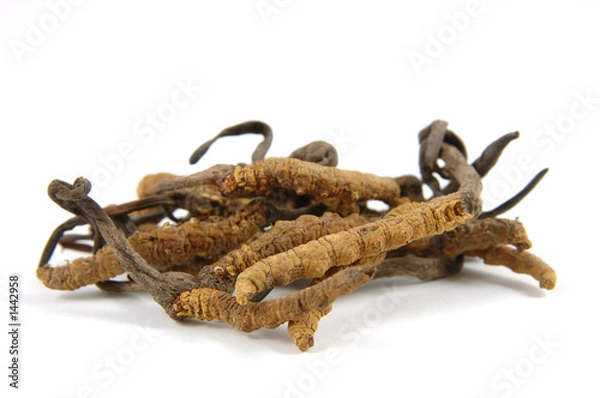 Obraz cordyceps (a genus of ascomycete fungi)