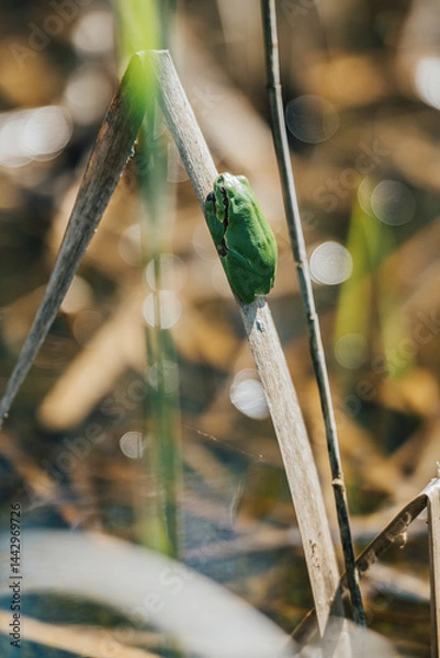 Fototapeta Tiny green tree frog clinging to dry reed in sunny wetland, shallow depth of field. A vibrant green frog perched on a dry reed stalk in a sunlit wetland environment. Close-up, Soft bokeh.