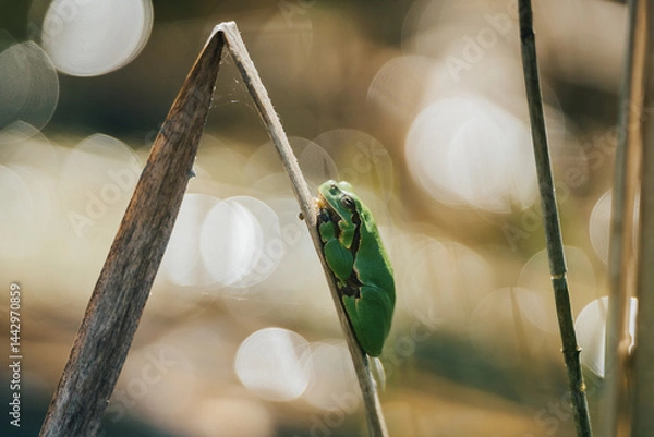 Fototapeta Tiny green tree frog clinging to dry reed in sunny wetland, shallow depth of field. A vibrant green frog perched on a dry reed stalk in a sunlit wetland environment. Close-up, Soft bokeh.