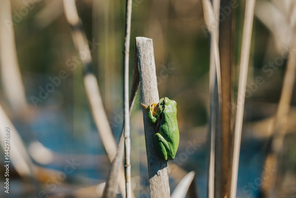 Fototapeta Tiny green tree frog clinging to dry reed in sunny wetland, shallow depth of field. A vibrant green frog perched on a dry reed stalk in a sunlit wetland environment. Close-up, Soft bokeh.