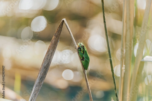 Fototapeta Tiny green tree frog clinging to dry reed in sunny wetland, shallow depth of field. A vibrant green frog perched on a dry reed stalk in a sunlit wetland environment. Close-up, Soft bokeh.