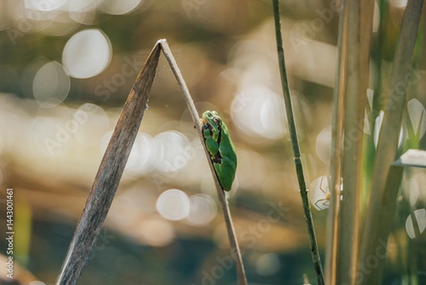 Fototapeta Tiny green tree frog clinging to dry reed in sunny wetland, shallow depth of field. A vibrant green frog perched on a dry reed stalk in a sunlit wetland environment. Close-up, Soft bokeh.