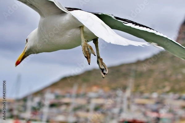 Obraz Nahaufnahme Möve im Flug