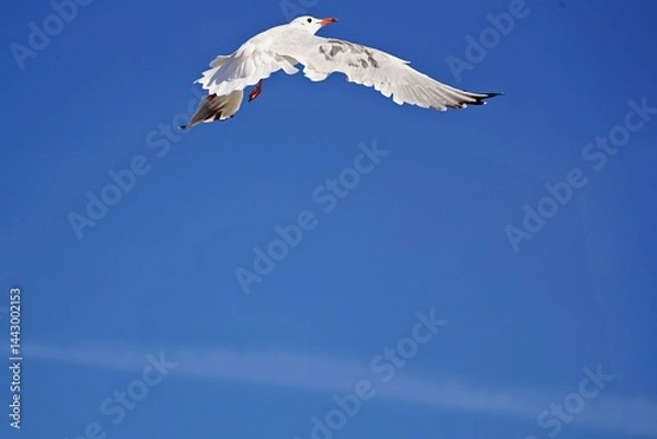 Obraz Möwe im Flug