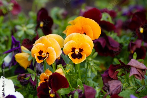 Obraz Viola wittrockiana with bright and colorful flowers on a blurred background
