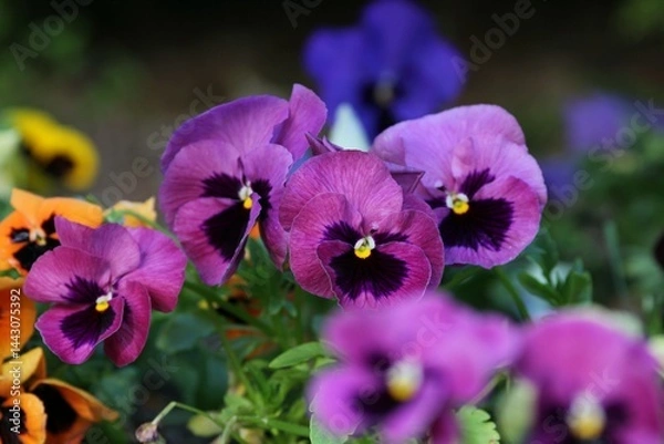 Obraz Viola wittrockiana with bright and colorful flowers on a blurred background
