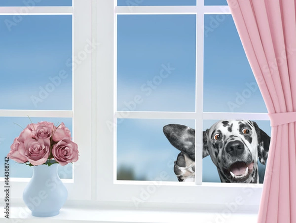 Fototapeta Cute dog looking through the window