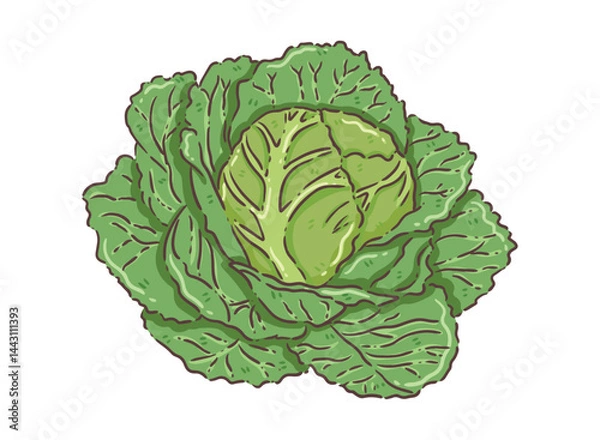 Fototapeta cabbage isolated on white background