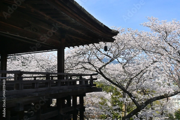 Fototapeta 桜咲く滋賀県大津市三井寺の観月舞台