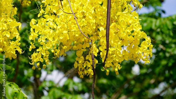 Fototapeta Bright yellow Cassia fistula flowers bloom in full glory, symbolizing prosperity.