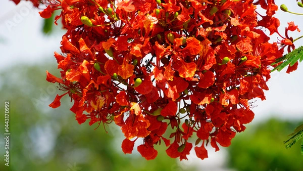 Fototapeta Beautiful red royal poinciana or flamboyant flower (Delonix regia) in summer.