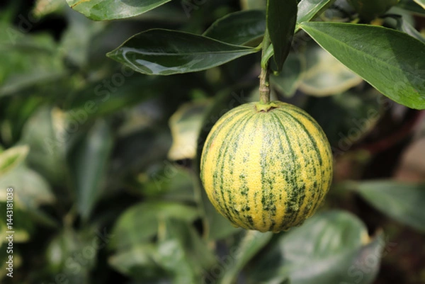 Obraz Variegated Lemon Hanging on Tree Branch with Dark Green Leaves and Textured Surface