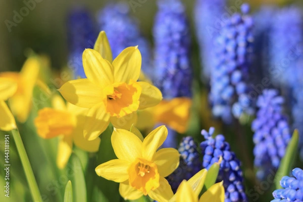 Fototapeta Yellow daffodils and blue grape hyacinths blooming in vibrant spring sunlight