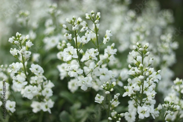 Fototapeta Close-up of gypsophila paniculata flowers blooming with tiny white petals and soft green stems.