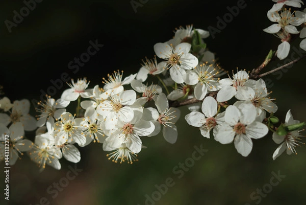 Fototapeta White cherry blossom flowers on a branch, close-up with natural background.