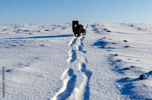 Obraz A black dog follows human footprints in the snow on a cold winter day, possibly during a hunt or long outdoor walk. A peaceful rural scene capturing the connection between human and dog in nature.