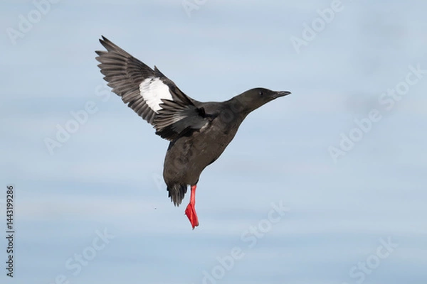 Obraz Black guillemot, Cepphus grylle