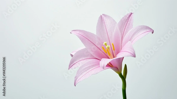Fototapeta a beautiful pink lily flower, isolated in its spring bloom against white, showcases its delicate petals