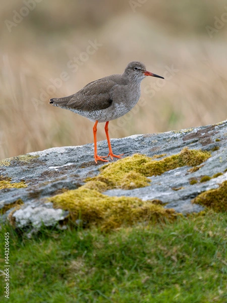 Fototapeta Redshank, Tringa totanus,