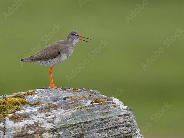Fototapeta Redshank, Tringa totanus,