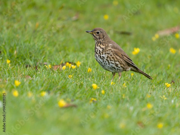 Fototapeta Song thrush, Turdus philomelos