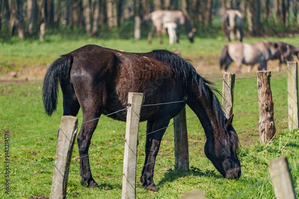 Fototapeta Wildpferde im Münsterland