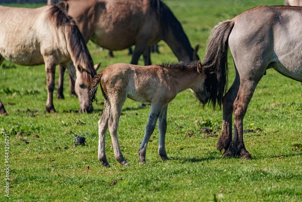 Fototapeta Wildpferde im Münsterland