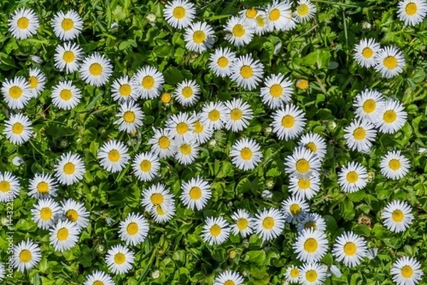Obraz Field full of bloomed daises in bright sun. Detailed view at white and yellow blooming Common Daisy or Bellis perennis in their natural habitat.