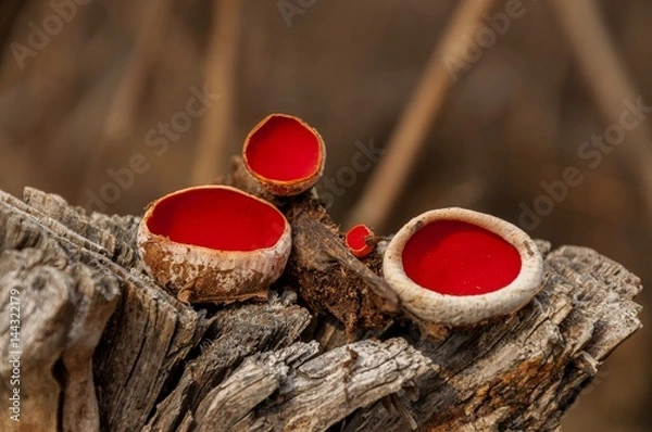 Obraz Fungus on dead tree. Scarlet Elf Cup Fungi - Mushroom Sarcoscypha coccinea