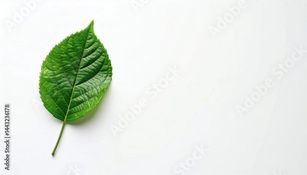 Fototapeta A Singular Leaf's Beauty: The elegant simplicity of a vibrant, textured green leaf isolated, a minimalist depiction of nature's delicate art.