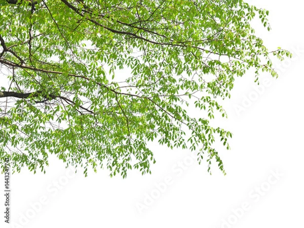Obraz 新緑のケヤキの葉　