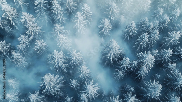 Fototapeta Aerial view of snow-covered evergreen trees in a serene winter forest shrouded in a misty atmosphere.